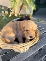 Houdini , a  Golden Retriever for sale in North Hollywood, CA – 2 of 4