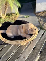Cowboy, a male Golden Retriever for sale in North Hollywood, CA – 4 of 4