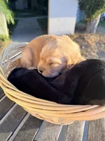 Ranch , a  Golden Retriever for sale in North Hollywood, CA – 3 of 5