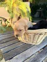 Barbie , a  Golden Retriever for sale in North Hollywood, CA – 5 of 5