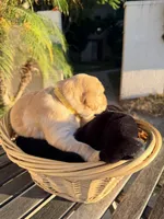 Duck, a  Golden Retriever for sale in North Hollywood, CA – 3 of 3