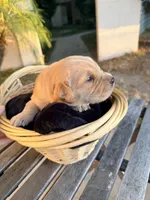 Auggie-Doggy , a male Golden Retriever for sale in North Hollywood, CA – 3 of 4