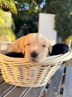 Barbie , a  Golden Retriever for sale in North Hollywood, CA – 4 of 5