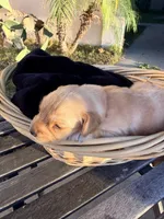 Goose , a  Golden Retriever for sale in North Hollywood, CA – 2 of 3