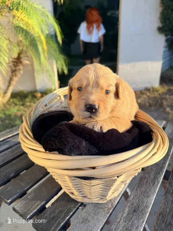 Mr. Purple  – Golden Retriever puppy for sale in North Hollywood, CA