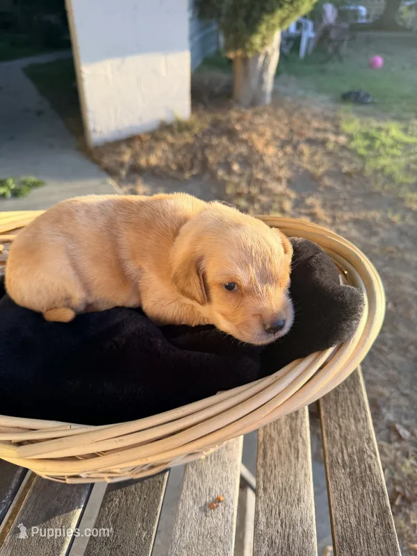 Goose  – Golden Retriever puppy for sale in North Hollywood, CA
