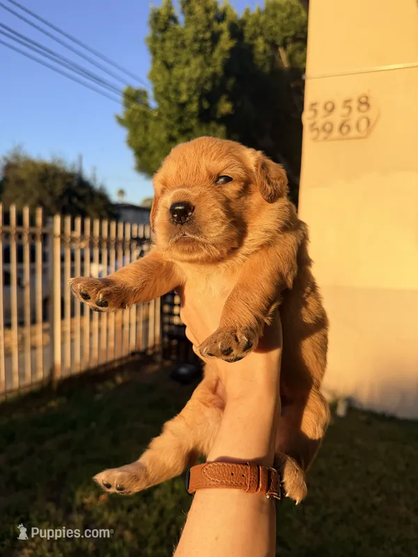 Houdini  – Golden Retriever puppy for sale in North Hollywood, CA