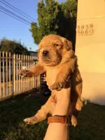 Houdini , a  Golden Retriever for sale in North Hollywood, CA – 1 of 4