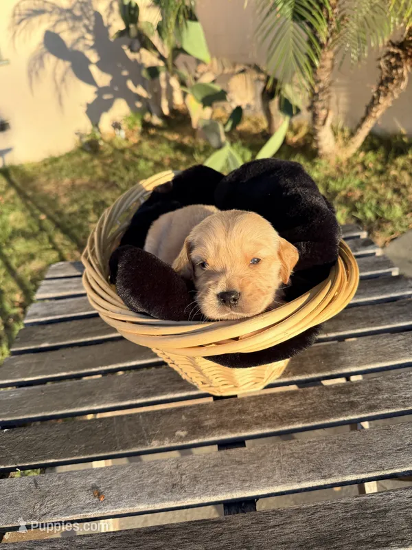 Cowboy – Golden Retriever puppy for sale in North Hollywood, CA