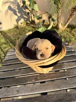 Cowboy, a male Golden Retriever for sale in North Hollywood, CA – 1 of 4