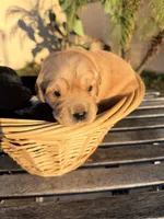 Ranch , a  Golden Retriever for sale in North Hollywood, CA – 5 of 5