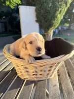 Duck, a  Golden Retriever for sale in North Hollywood, CA – 2 of 3