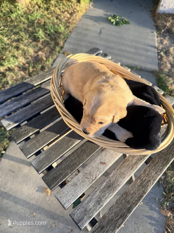 Duck – Golden Retriever puppy for sale in North Hollywood, CA