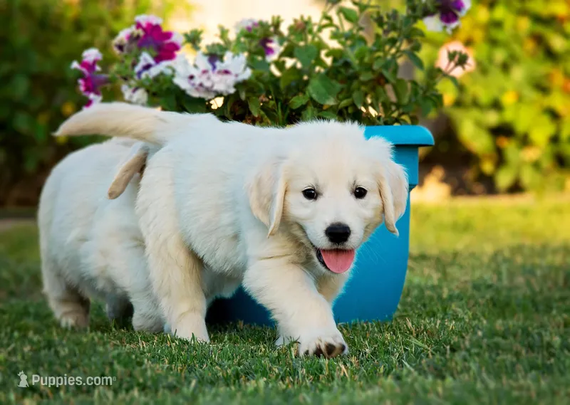 Miss Teal  – English Cream Golden Retriever puppy for sale in Patterson, CA