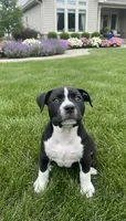 Blackie, a female American Bully for sale in Suitland-Silver Hill, MD – Photo 5 of 8