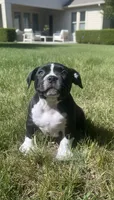 Blackie, a female American Bully for sale in Suitland-Silver Hill, MD – Photo 6 of 8