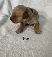 Mr. Gray, a male Golden Retriever for sale in Hudson, NC – 2 of 4