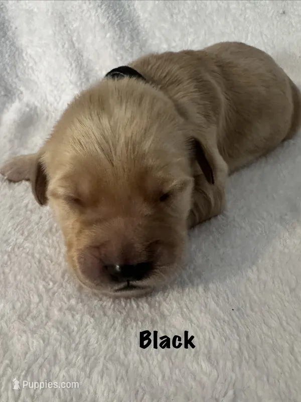 Mr. Black  – Golden Retriever puppy for sale in Hudson, NC