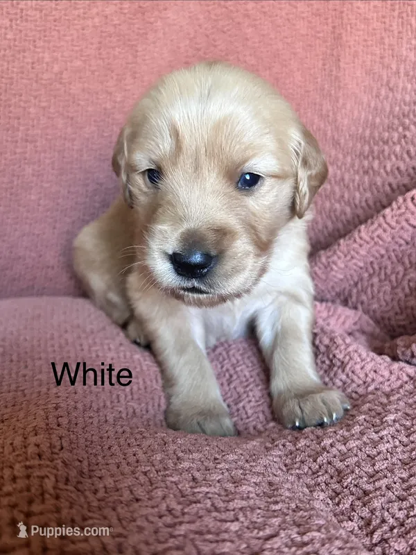 Ms. White  – Golden Retriever puppy for sale in Hudson, NC