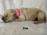 Ms.Pink , a female Golden Retriever for sale in Hudson, NC – 2 of 5