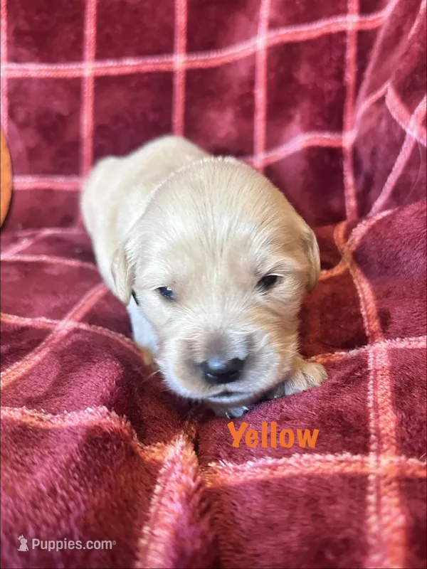 Ms. Yellow – Golden Retriever puppy for sale in Hudson, NC