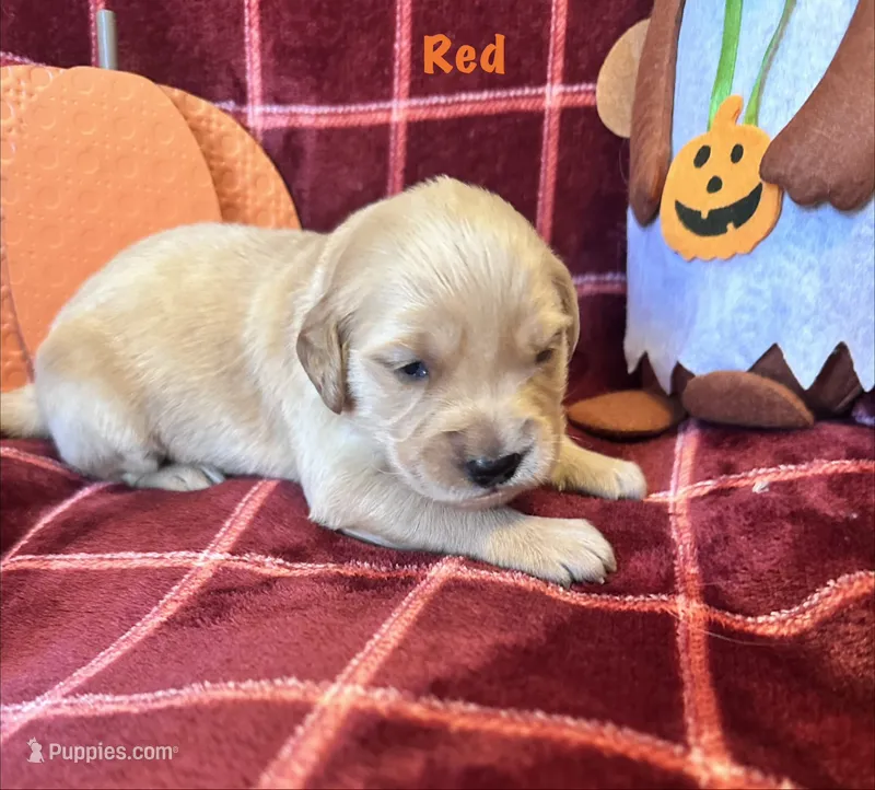 Ms. Red – Golden Retriever puppy for sale in Hudson, NC