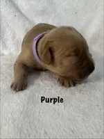 Ms.Purple, a female Golden Retriever for sale in Hudson, NC – 2 of 3