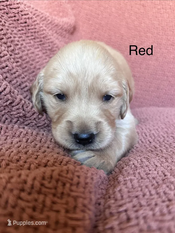 Ms. Red – Golden Retriever puppy for sale in Hudson, NC