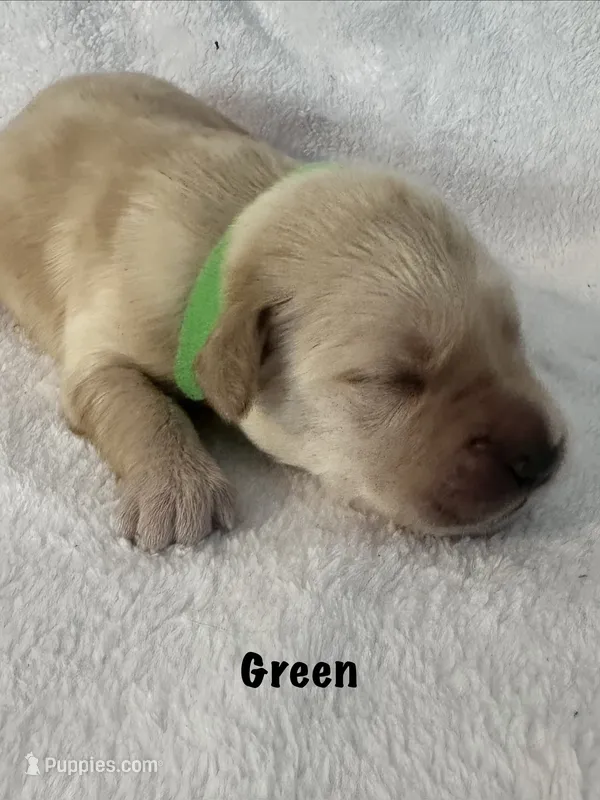 Mr. Green  – Golden Retriever puppy for sale in Hudson, NC