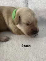 Mr. Green , a male Golden Retriever for sale in Hudson, NC – 2 of 5