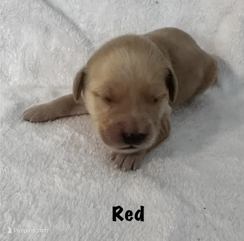 Ms. Red – Golden Retriever puppy for sale in Hudson, NC