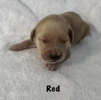 Ms. Red, a female Golden Retriever for sale in Hudson, NC – 1 of 4