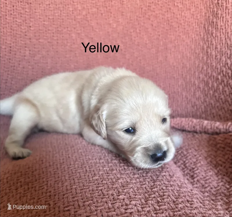 Ms. Yellow – Golden Retriever puppy for sale in Hudson, NC