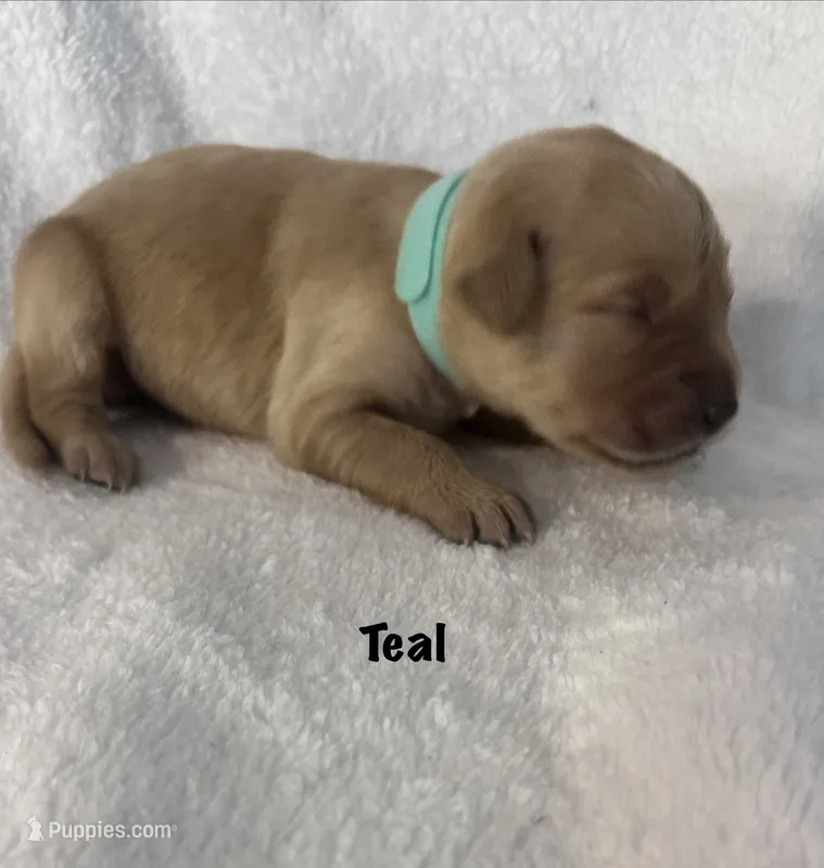 Ms. Teal – Golden Retriever puppy for sale in Hudson, NC