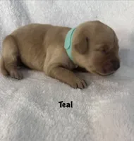 Ms. Teal, a female Golden Retriever for sale in Hudson, NC – 1 of 4