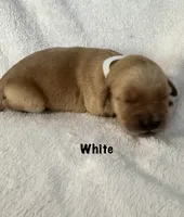 Ms. White , a female Golden Retriever for sale in Hudson, NC – 2 of 3