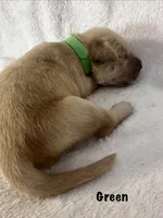 Mr. Green , a male Golden Retriever for sale in Hudson, NC – 3 of 5