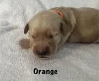 Mr. Orange , a female Golden Retriever for sale in Hudson, NC – 2 of 5
