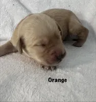 Mr. Orange , a female Golden Retriever for sale in Hudson, NC – 3 of 5