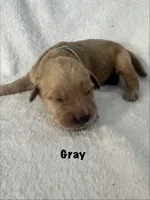 Mr. Gray, a male Golden Retriever for sale in Hudson, NC – 3 of 4