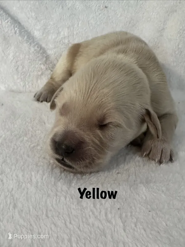 Ms. Yellow – Golden Retriever puppy for sale in Hudson, NC