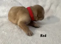 Ms. Red, a female Golden Retriever for sale in Hudson, NC – 3 of 4