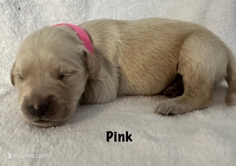 Ms.Pink  – Golden Retriever puppy for sale in Hudson, NC