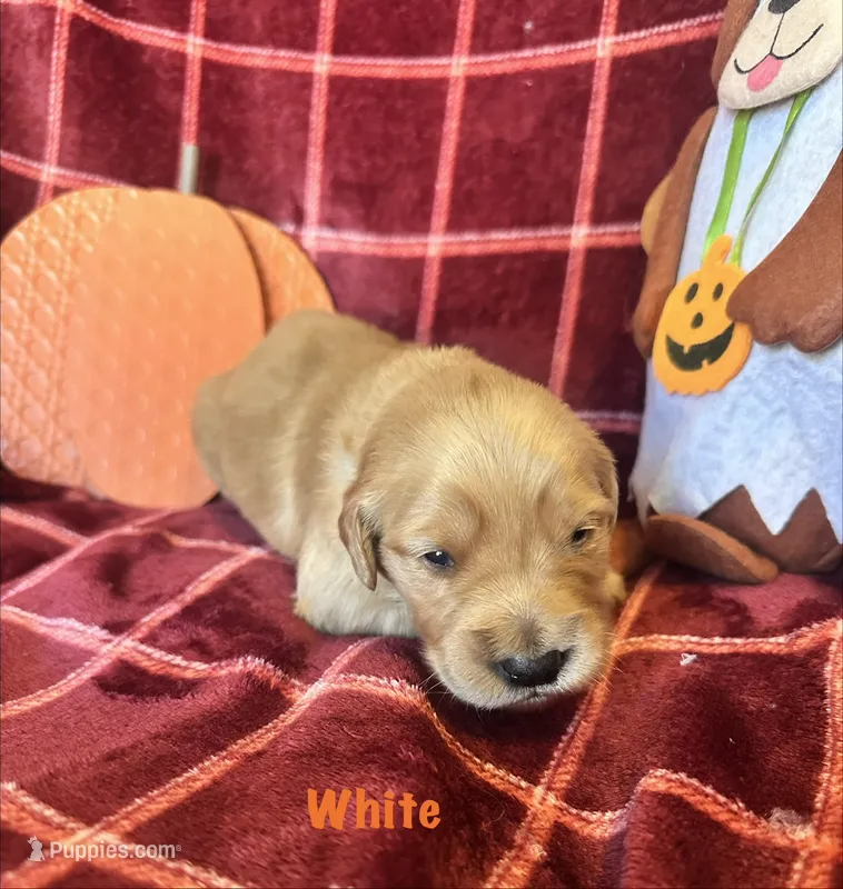 Ms. White  – Golden Retriever puppy for sale in Hudson, NC
