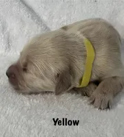 Ms. Yellow, a female Golden Retriever for sale in Hudson, NC – 2 of 3