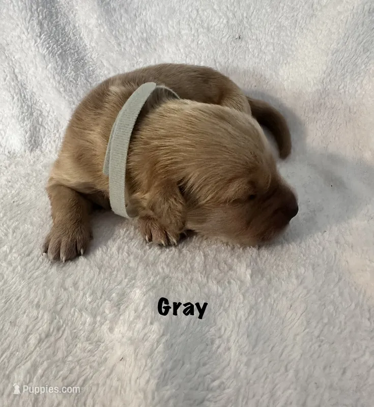 Mr. Gray – Golden Retriever puppy for sale in Hudson, NC