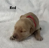 Ms. Red, a female Golden Retriever for sale in Hudson, NC – 2 of 4