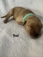 Ms. Teal, a female Golden Retriever for sale in Hudson, NC – 2 of 4