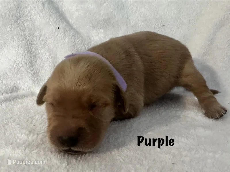 Ms.Purple – Golden Retriever puppy for sale in Hudson, NC