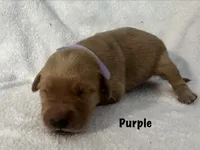 Ms.Purple, a female Golden Retriever for sale in Hudson, NC – 1 of 3
